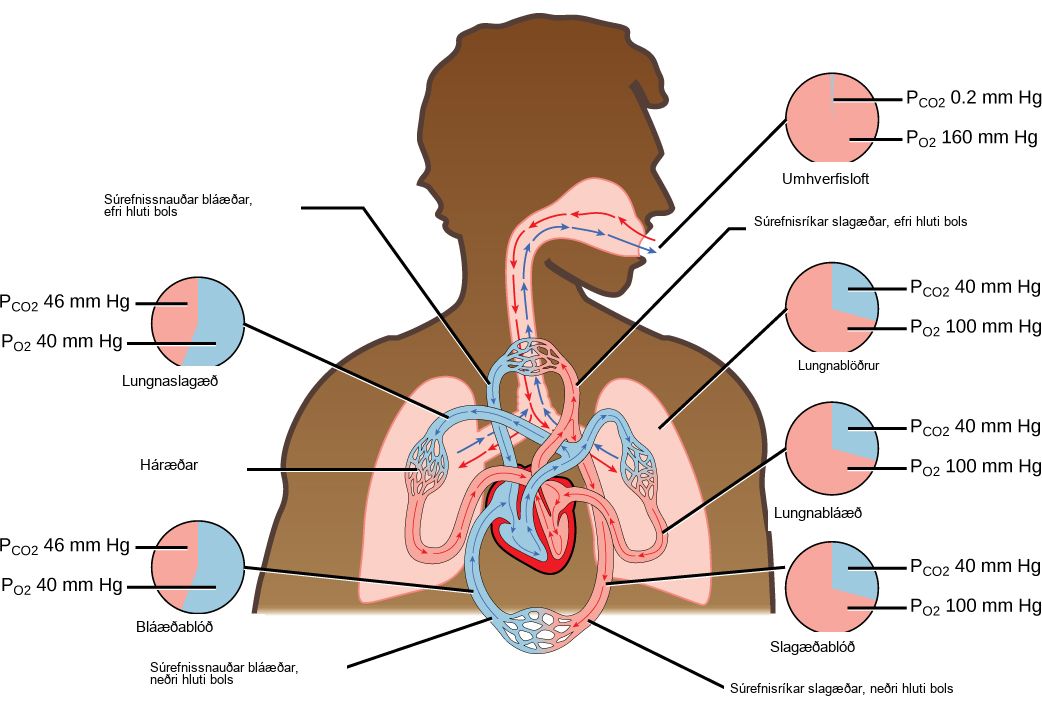 The illustration shows the movement of deoxygenated air into the lungs, and oxygenated air out of the lungs. Also shown is the circulation of blood through the body. Circulation begins when deoxygenated blood in arteries leaves the right side of the heart and enters the lungs. Oxygenated blood exits the lungs, and enters the left side of the heart, which pumps it to the rest of the body via arteries. The partial pressure of oxygen in the atmosphere is 160 millimeters of mercury, and the partial pressure of carbon dioxide is 0.2 millimeters of mercury. The partial pressure of oxygen in the arteries is 100 millimeters of mercury, and the partial pressure of carbon dioxide is 40 millimeters of mercury. The partial pressure of oxygen in the veins is 40 millimeters of mercury, and the partial pressure of carbon dioxide is 46 millimeters of mercury.