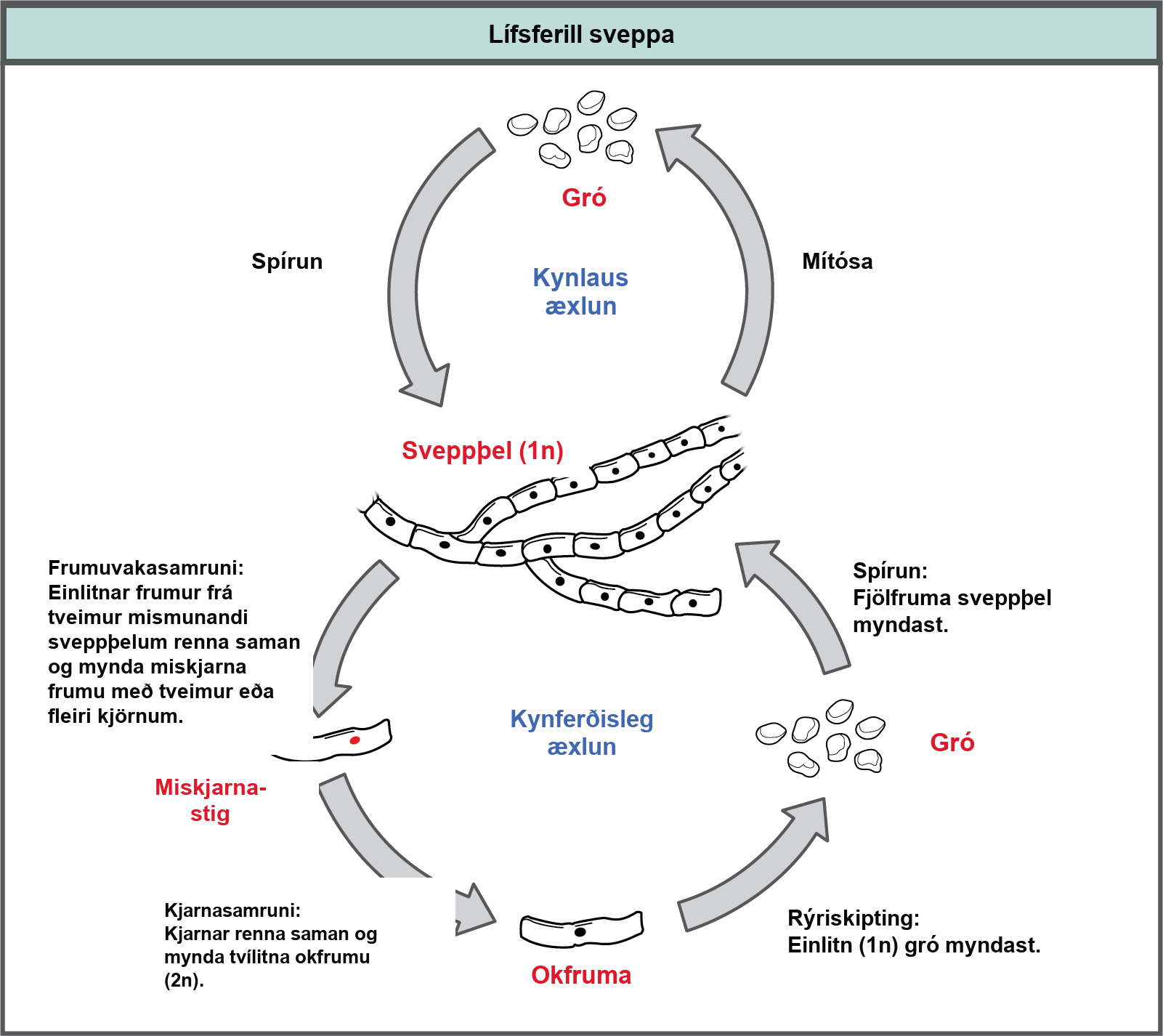 The asexual and sexual stages of reproduction of fungi are shown. In the asexual life cycle, a haploid (1n) mycelium undergoes mitosis to form spores. Germination of the spores results in the formation of more mycelia. In the sexual life cycle, the mycelium undergoes plasmogamy, a process in which haploid cells fuse to form a heterokaryon (a cell with two or more haploid nuclei). This is called the heterokaryotic stage. The dikaryotic cells (cells with two more more nuclei) undergo karyogamy, a process in which the nuclei fuse to form a diploid (2n) zygote. The zygote undergoes meiosis to form haploid (1n) spores. Germination of the spores results in the formation of a multicellular mycelium.