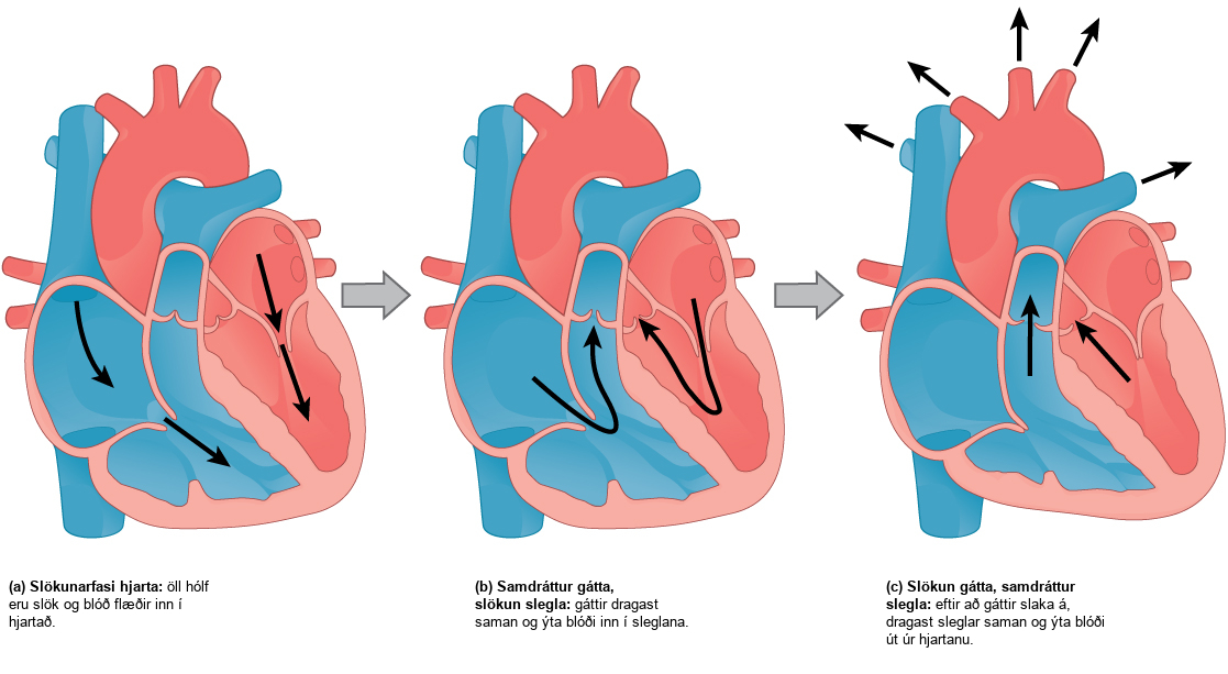 Illustration A shows cardiac diastole. The cardiac muscle is relaxed, and blood flows into the heart atria and into the ventricles. Illustration B shows atrial systole; the atria contract, pushing blood into the ventricles, which are relaxed. Illustration C shows atrial diastole; after the atria relax, the ventricles contract, pushing blood out of the heart.