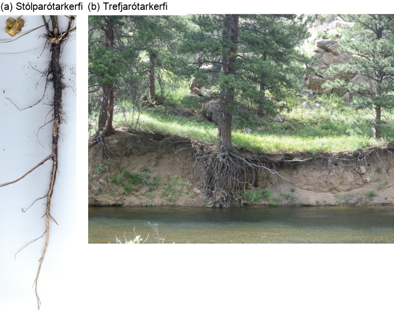 First photo shows carrots, which are thick tap roots that have thin lateral roots extending from them. Second photo shows trees growing along a river bank. The bank has worn away, showing a fibrous root system beneath the soil.