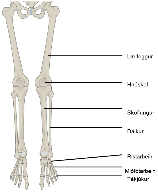 Illustration shows a leg. The bone of the upper leg is the femur. The tibia is the thicker, front bone of the lower leg, and the fibula is the rear bone. The tarsals are the bones of the ankle. The metatarsals are the bones of the foot, and the phalanges are the bones of the toes.