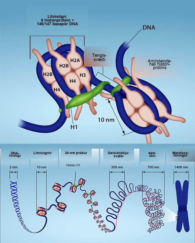 A detail of a nucleosome shows 8 Histone proteins and 146 or 147 Nucleotide Base pairs; they are connected by a linker region to the Amino tail of the histone protein. Then, several levels of magnification reveal details of DNA. A D N A double helix is about 2 nanometers wide. The double helix wraps around proteins called histones to form nucleosomes. The entire D N A molecule wraps around many histones, creating the appearance of beads on a string in the radial loop domains and heterochromatin. The chromatin fiber further condenses into the chromosome at about 1400 nanometers wide.