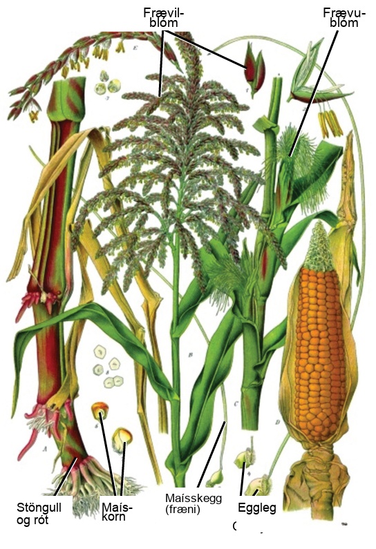Illustration shows parts of a corn plant. Staminate flowers are tiny flowers that cluster in strands to form the tassel at the top of the plant. Pollen grains are small, teardrop-shaped structures. Carpellate flowers are clustered in the immature ear, which is covered by leaves. Silk protrudes from the tops of the leaves covering the flower. In the mature ear, the kernels form where the carpellate flowers were located.
