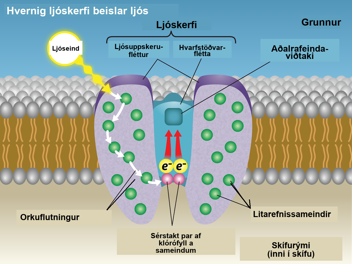 A photosystem is shown embedded in the thylakoid membrane. The reaction center is surrounded by the light-harvesting complexes, which contain pigment molecules. When a photon interacts with the pigment molecules, they transfer light energy toward a pair of chlorophyll a molecules in the reaction center. As a result, an electron is excited and transferred to the primary electron acceptor. Two released electrons are used to replace excited electrons.