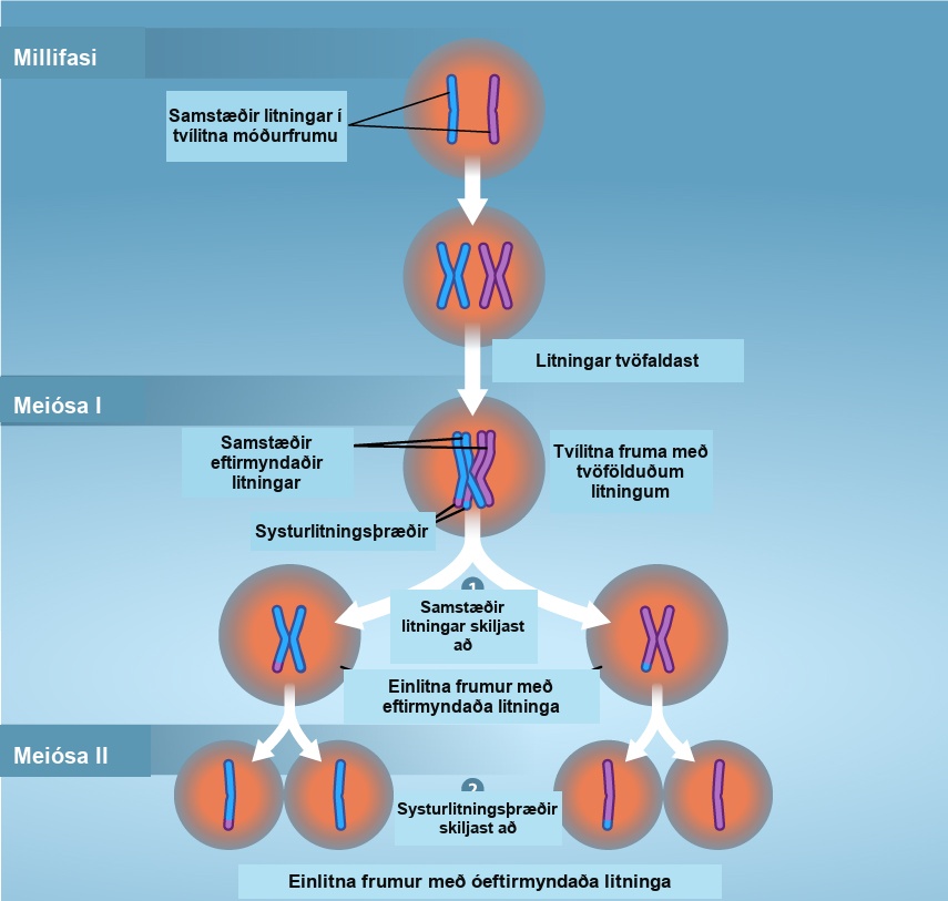 Three phases of meiosis are shown. In interphase, a pair of chromosomes replicate, resulting in a diploid cell with replicated chromosomes. In Meiosis 1, the chromosomes separate into haploid cells. In Meiosis 2, the sister chromosomes separate.