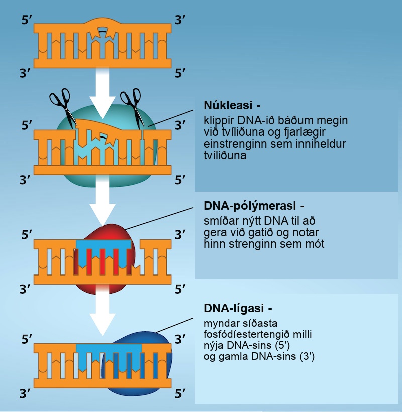 Illustration shows a D N A strand in which a thymine dimer has formed. Excision repair enzyme cut out the section of D N A that contains the dimer so it can be replaced with normal base pairs. Nuclease cuts the D N A on each side of the dimer, and removes the single strand of D N A containing the dimer. DNA Polymerase synthesizes new D N A to repair the hole. D N A ligase forms the final phosphidiester bond between the new D N A and old D N A.