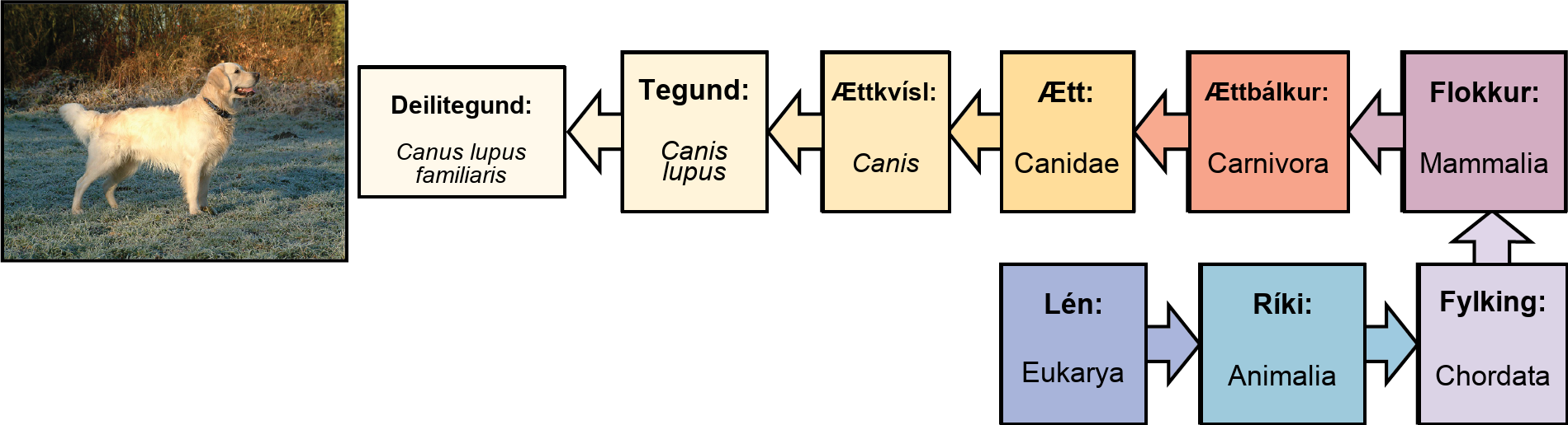 The illustration shows the classification of a dog, which belongs in the domain Eukarya, kingdom Animalia, phylum Chordata, class Mammalia, order Carnivora, family Canidae, genus Canis, species Canis lupus, and the subspecies is Canis lupus familiaris.