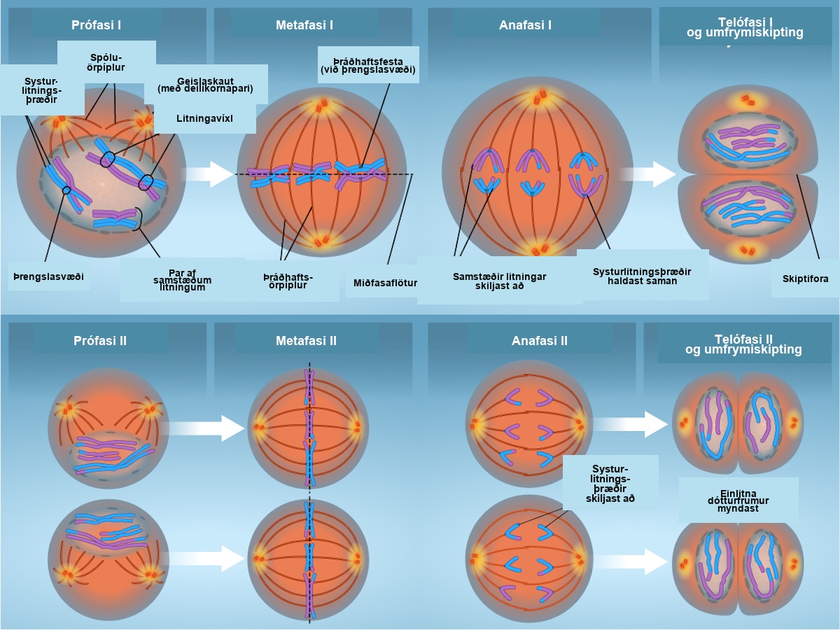 This illustration compares chromosome alignment in meiosis I and meiosis II. In prophase 1, homologous pairs of chromosomes are held together by chiasmata. In metaphase 1, homologous chromosome pairs line up at the metaphase plate. In anaphase 1, the homologous pair separates and the connections at the chiasmata are broken, but the sister chromatids remain attached at the centromere. In Telophase 1, a cleavage furrow forms. In prophase 2, the sister chromatids are held together at the centromere. In metaphase 2, single chromosomes (not pairs) line up at the cell's midpoint. In anaphase 2, the centromere connections are broken and the sister chromatids separate. In telophase 2 the haploid daughter cells are forming.