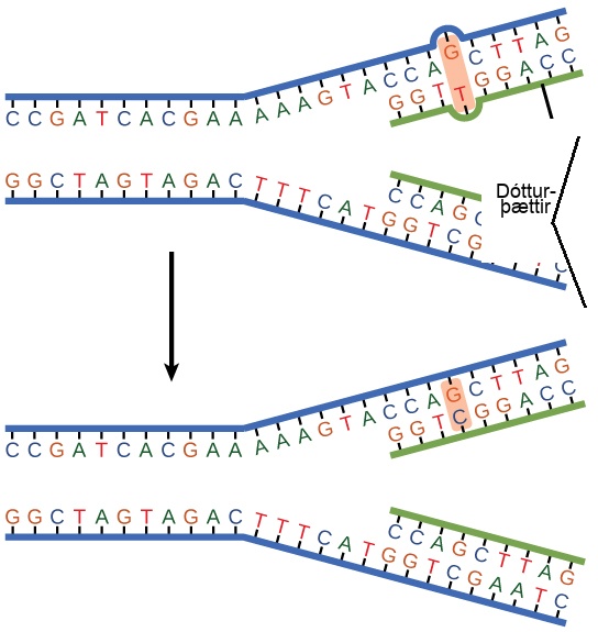 The top illustration shows a replicated D N A strand with G T base mismatch. The bottom illustration shows the repaired D N A, which has the correct G C base pairing.