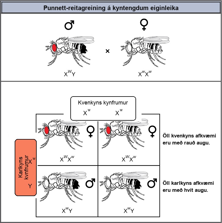 This illustration shows a Punnett square analysis of fruit fly eye color, which is a sex-linked trait. A red-eyed male fruit fly with the genotype X superscript upper case W baseline, Y, is crossed with a white-eyed female fruit fly with the genotype X superscript lower case w baseline, X superscript lower case w baseline. All of the female offspring acquire a dominant upper case W allele from the father and a recessive lower case w allele from the mother, and are therefore heterozygous dominant with red eye color. All of the male offspring acquire a recessive lower case w allele from the mother and a Y chromosome from the father and are therefore hemizygous recessive with white eye color.