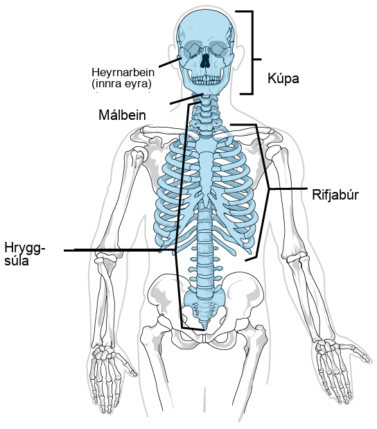 On a human skeleton, the parts of the axial skeleton are highlighted, and include the skull, ossicles, or inner ear, the hyoid bone just below the jaw, the spinal or vertebral column, and the ribcage.