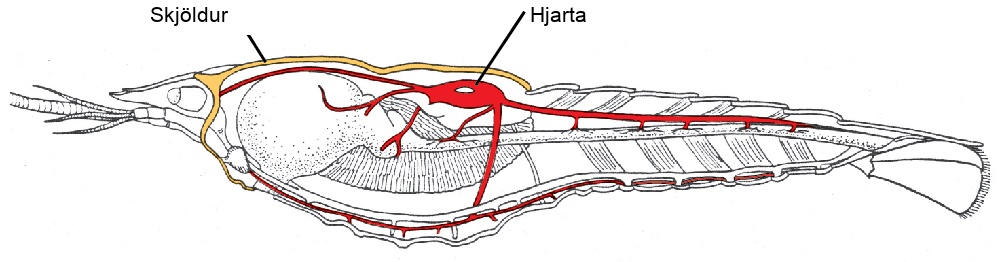 An illustration of a midsagittal cross section of a crayfish shows the carapace around the cephalothorax, and the heart in the dorsal thorax area.