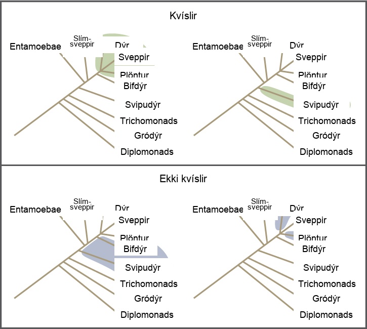 Illustrations show a phylogenetic tree that includes eukaryotic species. A central line represents the trunk of the tree. From this trunk, various groups branch. In order from the bottom, these are diplomonads, microsporidia, trichomonads, flagellates, entamoebae, slime molds, and ciliates. At the top of the tree, animals, fungi and plants all branch from the same point and are shaded to show that they belong in the same clade. Flagellates are on a branch by themselves, and they also form their own clade and are shaded to show this. In another image, Flagellates and ciliates are shaded to show that they branch from different points on the tree and are not considered clades. Likewise, a grouping of animals and plants but not fungi would not be considered a clade. A clade cannot exclude a branch originating at the same point as the others.