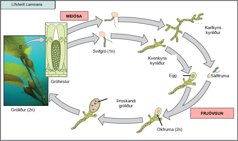 The life cycle of the brown algae, Laminaria, begins when sporangia undergo meiosis, producing 1 n zoospores. The zoospores undergo mitosis, producing multicellular male and female gametophytes. The female gametophyte produces eggs, and the male gametophyte produces sperm. The sperm fertilizes the egg, producing a 2 n zygote. The zygote undergoes mitosis, producing a multicellular sporophyte. The mature sporophyte produces sporangia, completing the cycle. A photo inset shows the sporophyte stage, which resembles a plant with long, flat blade-like leaves attached to green stalks via bladder like connections. Both the blade and stalks are submerged. Sporangia are associated with the leaf like structures.