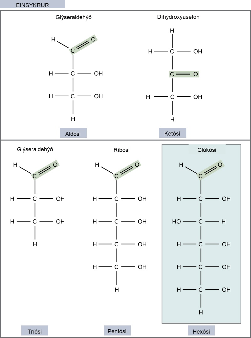 The molecular structures of glyceraldehyde, an aldose, and dihydroxyacetone, a ketose, are shown. Both sugars have a three-carbon backbone. Glyceraldehyde has a carbonyl group (c double bonded to O) at one end of the carbon chain with hydroxyl (OH) groups attached to the other carbons. Dihydroxyacetone has a carbonyl group in the middle of the chain and alcohol groups at each end. The molecular structures of linear forms of ribose, a pentose, and glucose, a hexose, are also shown. Both ribose and glucose are aldoses with a carbonyl group at the end of chain,and hydroxyl groups attached to the other carbons.