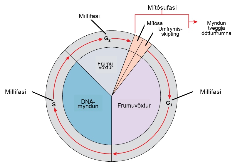 Like a clock, the cell cycles from interphase to the mitotic phase and back to interphase. Most of the cell cycle is spent in interphase, which is subdivided into G subscript 1 baseline, S, and G subscript 2 baseline phases. Cell growth occurs during G subscript 1 baseline, D N A synthesis occurs during S, and more growth occurs during G subscript 2 baseline. The mitotic phase consists of mitosis, in which the nuclear chromatin is divided, and cytokinesis, in which the cytoplasm is divided, resulting in two daughter cells.