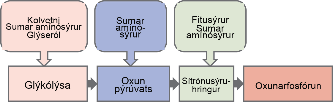 This illustration shows that glycogen, fats, and proteins can be catabolized via aerobic respiration. Glycogen is broken down into glucose, which feeds into glycolysis at the start. Fats are broken down into glycerol, which is processed by glycolysis, and fatty acids are converted into acetyl CoA. Proteins are broken down into amino acids, which are processed at various stages of aerobic respiration, including glycolysis, acetyl CoA formation, and the citric acid cycle.