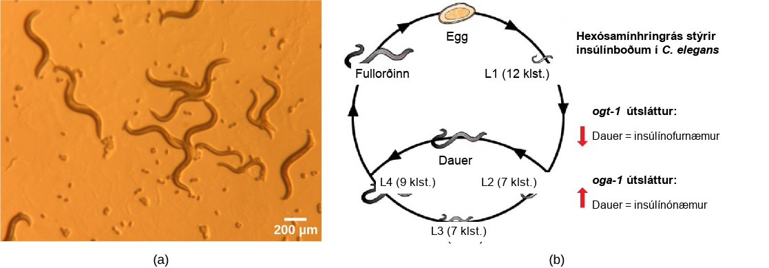 Photo (a) shows transparent worm about a millimeter in length. Illustration (b) shows the life cycle of C. elegans, which begins when the egg hatches, releasing a L1 juvenile. After 12 hours the L1 juvenile transforms into an L2 juvenile. After 7 hours the L2 juvenile transforms into an L3 juvenile. After another 7 hours the L3 juvenile transforms into an L4 juvenile. After 9 hours the L4 juvenile transforms into an adult. The hermaphroditic adult mates with another adult to produce fertilized eggs which hatch, completing the cycle.