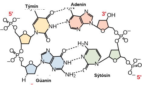 Hydrogen bonding between thymine and adenine and between guanine and cytosine is shown. Thymine forms two hydrogen bonds with adenine, and guanine forms three hydrogen bonds with cytosine. The phosphate backbones of each strand are on the outside and run in opposite directions.
