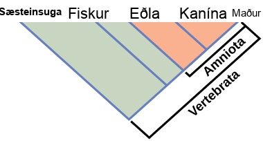 The illustration shows the V-shaped Vertebrata clade, which includes lampreys, fish, lizards, rabbits, and humans. Lampreys are at the left tip of the V, and humans are at the right tip. Three more lines are drawn parallel to the lamprey line; each of these lines starts further up the right arm of the V than the last. At the end of each line, from left to right, are fish, lizards, and rabbits. Lizards, rabbits, and humans are in the clade Amniota, which form a small V nested in the upper right-hand corner of the V-shaped Vertebrata clade.