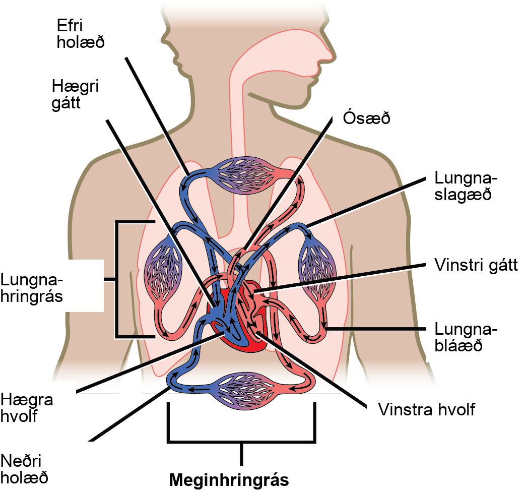 Illustration shows blood circulation through the mammalian systemic and pulmonary circuits. Blood enters the right atrium, the upper right chamber of the heart, through veins of the systemic circuit. The major vein that feeds the heart from the upper body is the superior vena cava, and the major vein that feeds the heart from the lower body is the inferior vena cava. From the right atrium blood travels down to the right ventricle, then up to the pulmonary artery. From the pulmonary artery blood enters capillaries of the lung. Blood is then collected by the pulmonary vein, and re-enters the heart through the upper left chamber of the heart, the left atrium. Blood travels down to the left ventricle, then re-enters the systemic circuit through the aorta, which exits through the top of the heart. Blood enters tissues of the body through capillaries of the systemic circuit.