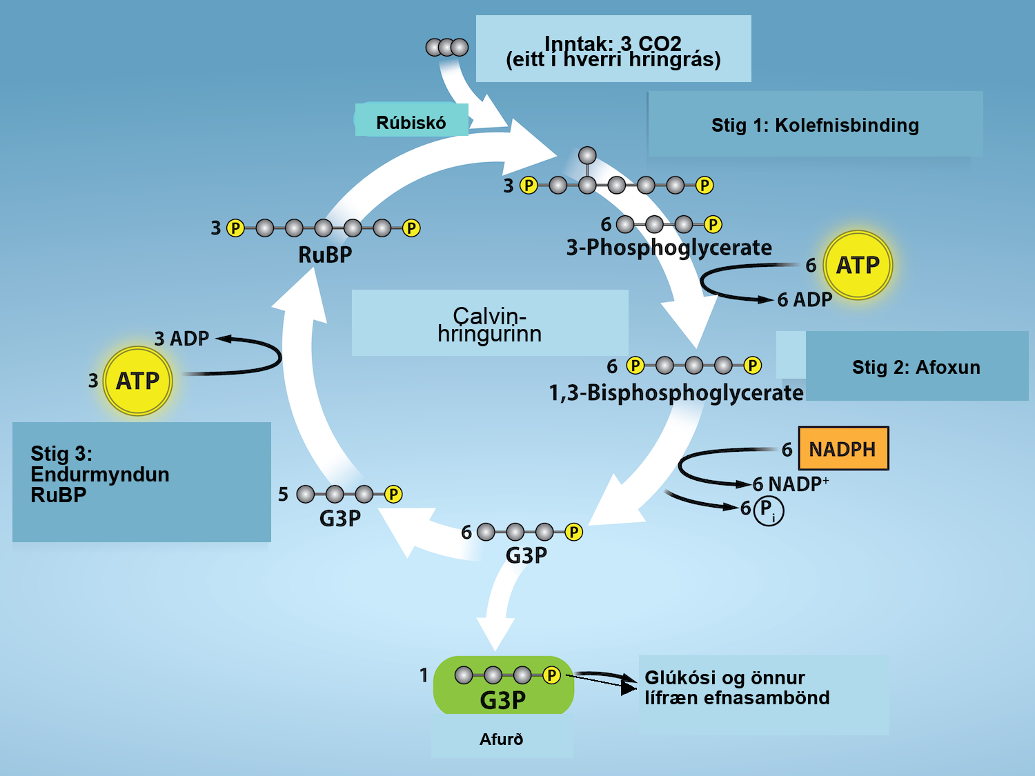 A diagram of the Calvin cycle is shown with its three stages: carbon fixation, 3 dash phosphoglycerate (3 dash P G A) reduction, and regeneration of upper case R lower case u upper case B upper case P. In stage 1, the enzyme upper R lower u upper B lower i lower s upper C upper O adds a carbon dioxide to the five-carbon molecule upper R lower u upper B upper P, producing two three-carbon 3 dash P G A molecules. In stage 2, two N A D P H and two A T P are used to reduce 3 dash P G A to G 3 P. In stage 3 upper R lower u upper B upper P is regenerated from G 3 P. One A T P is used in the process. Three complete cycles produces one new G 3 P, which is shunted out of the cycle and made into glucose, whose molecular formula is upper C subscript 6 baseline upper H subscript 12 baseline upper O subscript 6 baseline.