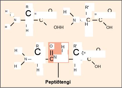Illustration shows two amino acids side-by-side. Each amino acid has an amino group, a carboxyl group, and a side chain labeled R or R prime. Upon formation of a peptide bond, the amino group is joined to the carboxyl group. A water molecule is released in the process.