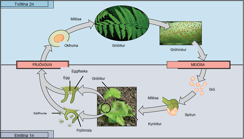 The fern life cycle begins with a diploid (2n) sporophyte, which is the fern plant. Sporangia are found on the bottom of the leaves. Sporangia undergo meiosis to form haploid (1n) spores. The spores germinate and grow into a haploid (1n) green gametophyte that resembles lettuce. The gametophyte contains antheridia that produce sperm, and archegonia that produce eggs. Inside the archegonium the sperm fertilizes the egg, forming a diploid (2n) zygote. The zygote undergoes mitosis to form a diploid (2n) sporophyte, ending the cycle.
