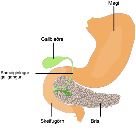 The pancreas is a grainy, teardrop-shaped organ tucked between the stomach and intestine. A common bile duct extends from the pancreas to a small pouch like structure called a gall bladder.