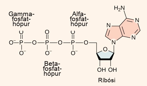 This illustration shows the molecular structure of A T P. This molecule is an adenine nucleotide with a string of three phosphate groups attached to it. The phosphate groups are named alpha, beta, and gamma in order of increasing distance from the ribose sugar to which they are attached.