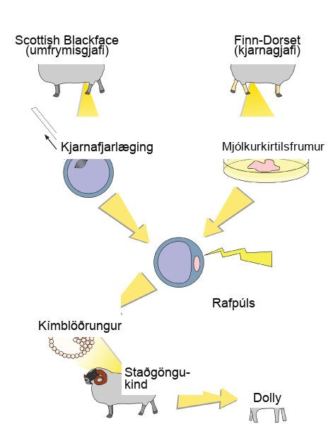 To clone Dolly the sheep, a Scottish Blackface sheep was used as a cytoplasmic donor. Eggs from this sheep were extracted, and the nucleus removed. A Finn Dorset sheep was used as the nuclear donor. Nuclei were extracted from mammary cells, and direct electric current was used to fuse the nuclear D N A with the donor egg. The egg was then allowed to divide to the blastocyst stage, in which a sphere of cells contains a cluster of cells on one side. The blastocyst was implanted in a surrogate mother, resulting in Dolly the sheep.