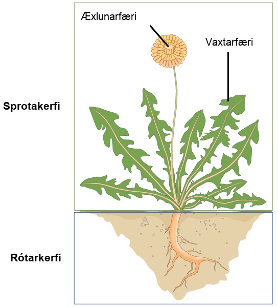 Illustration shows a dandelion plant. The shoot system consists of leaves and a flower on a stem. The flower is labeled as reproductive; the leaves are labeled as vegetative. The root system consists of a single, thick root that branches into smaller roots.