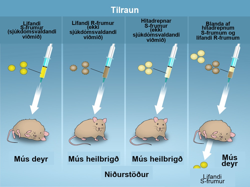 Four scenarios in an experiment are shown. In the first, living S cells are injected, and the mouse dies. In the second, living R cells are injected, and the mouse is healthy. In the third, heat-killed S cells are injected, and the mouse is healthy. In the fourth, mixture of heat-killed S cells and Living R cells are injected, and the mouse dies and living S cells are recovered.