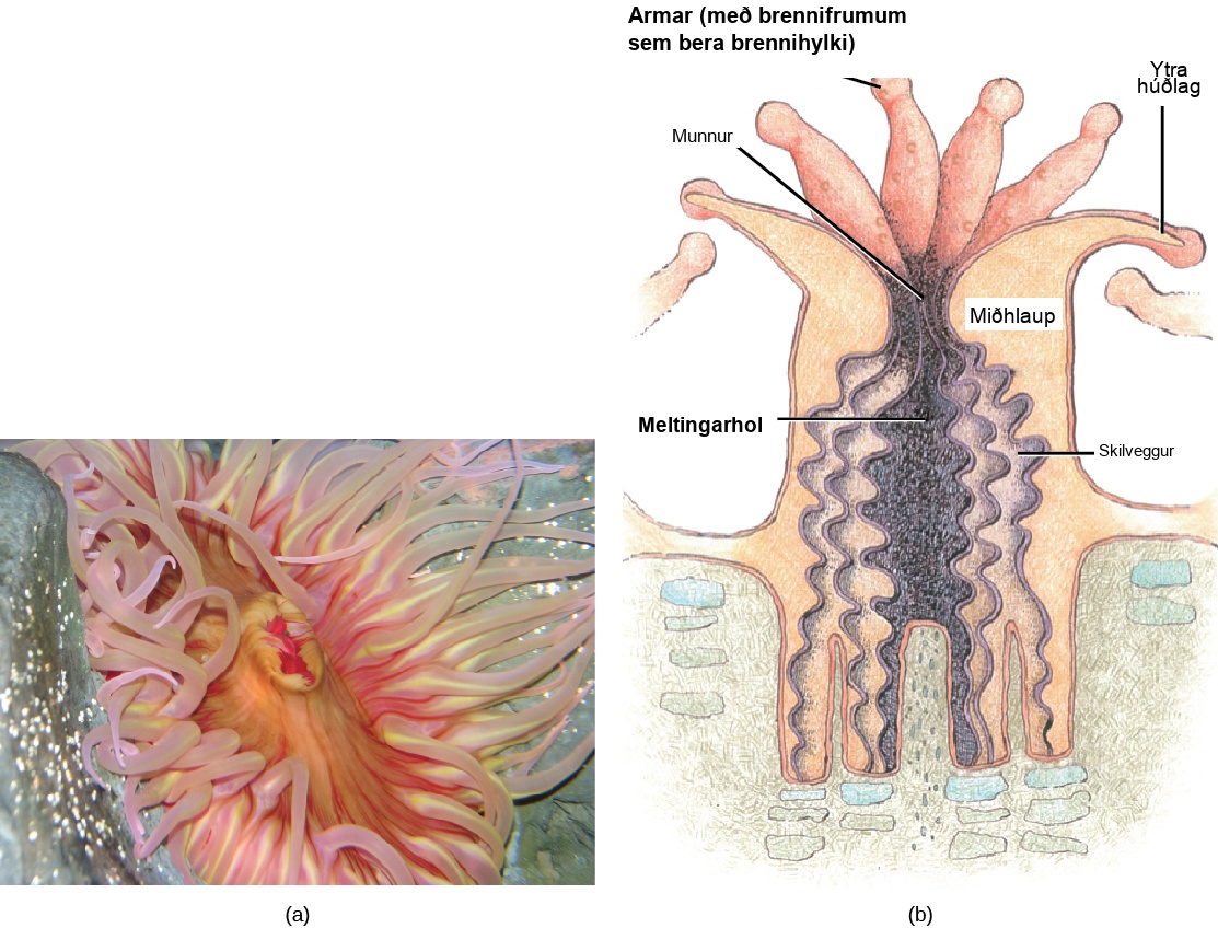 Part a shows a photo of a sea anemone with a pink, oval body surrounded by thick, waving tentacles. Part b shows a cross-section of a sea anemone, which has a tube-shaped body with an opening called a gastrovascular cavity at its center. Ribbon-like septa divide this cavity into segments. A mesogleal layer separates the inner surface of the anemone from the outer surface. A mouth is located at the top of the gastrovascular cavity. Tentacles that contain stinging cnidocytes surround the mouth.