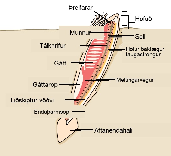 The illustration shows a lancelet with a head protruding from the sand, and the rest of the body buried. On the head, tentacles surround the mouth. The mouth leads to a digestive tract. The anus is just before the post anal tail. The pharyngeal slits are next to the atrium, which empties into the atriopore. The body has segmented muscles running along it from top to bottom.
