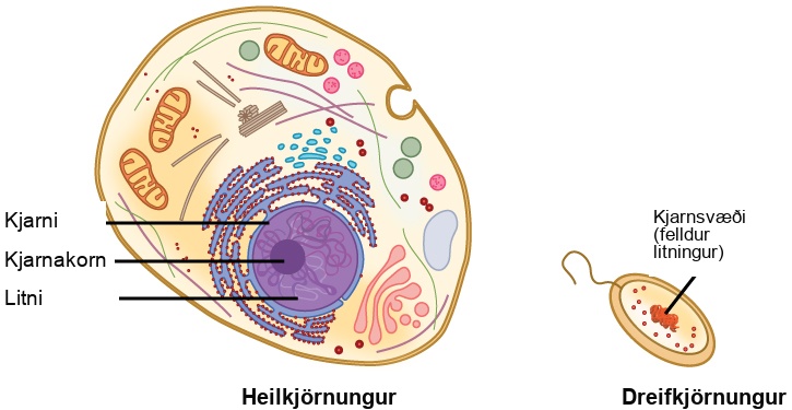 Illustration shows a eukaryotic cell, which has a membrane-bound nucleus containing chromatin and a nucleolus, and a prokaryotic cell, which has DNA contained in an area of the cytoplasm called the nucleoid. The prokaryotic cell is much smaller than the eukaryotic cell.