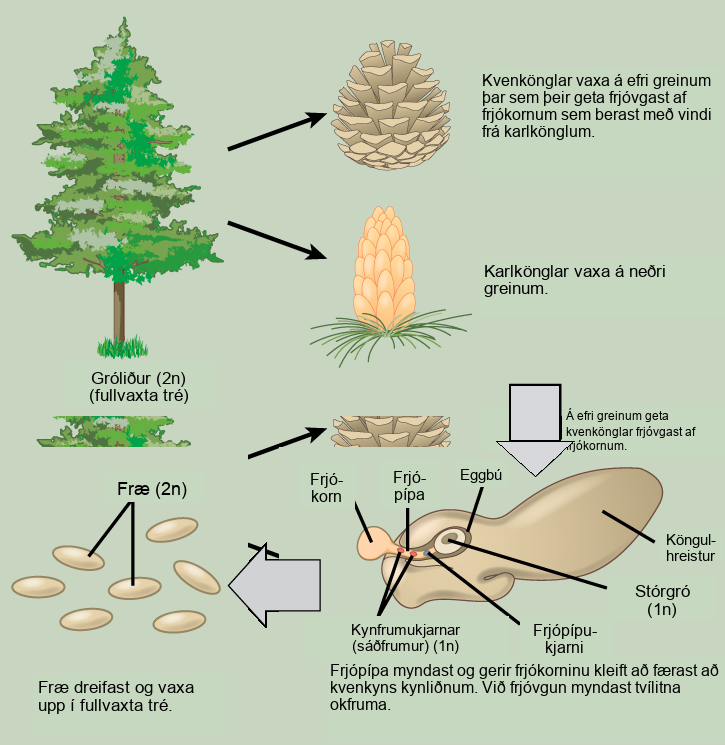 The conifer life cycle begins with a mature tree, which is called a sporophyte and is diploid 2 n. The tree produces male cones in the lower branches, and female cones in the upper branches. The male cones produce pollen grains that contain two generative sperm nuclei and a tube nucleus. When the pollen lands on a female scale, a pollen tube grows toward the female gametophyte, which consists of an ovule containing the megaspore. Sperm nuclei migrates towards the female gametophyte through the pollen tube. Upon fertilization, a diploid zygote forms. The resulting seeds are dispersed, and grow into a mature tree, ending the cycle.