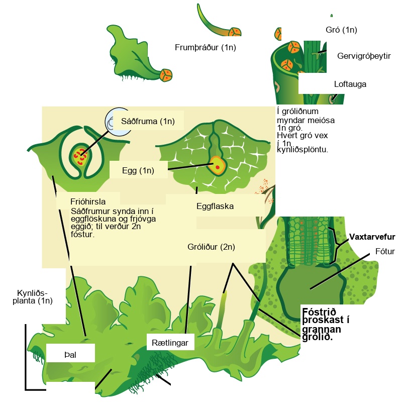 In hornworts, the gametophyte is a haploid 1 n leaf-like structure with slender stalks called rhizoids underneath. Male sex organs called antheridia produce sperm, and female sex organs called archegonia produce eggs. Both male and female sex organs form just beneath the surface of the gametophyte, and are exposed to the surface as the organs mature. The sperm swims to the egg or is propelled by water. When the egg is fertilized, the embryo grows into a hollow tube-like structure called a sporophyte. Meiosis inside the sporophyte produces haploid 1 n spores. The spores are ejected from the top of the tube. They grow into new gametophytes, completing the cycle.