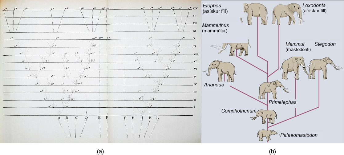Image (a) shows a sketch of lines branching into a tree shape. At the bottom are 11 vertical lines labeled A through L. These then are branched out as they move up across the page through fourteen rows labeled with Roman numerals. Some branches make a straight line from the bottom row to the top row, others keep branching out further at each row, and some are straight partway through the rows until they connect to an existing branch or form no connection and instead stop. The top four rows contain lines branching out from 6 locations on row 11 to 15 individual final designations on row 14. Illustration B shows the evolution of modern African and Asian elephants from a common ancestor, the Palaeomastodon. The Palaeomastodon was similar to modern elephants; however, it was smaller and had a long nose instead of a trunk. Side branches of the elephant evolutionary tree gave rise to mastodons and mammoths. The mammoth is more closely related to modern elephants than the mastodon.