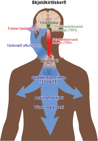 The hypothalamus secretes thyrotropin-releasing hormone, which causes the anterior pituitary gland to secrete thyroid-stimulating hormone, or T S H. Thyroid-stimulating hormone causes the thyroid gland to secrete the thyroid hormones T 3 and T 4, which increase metabolism, resulting in growth and development. In a negative feedback loop, T 3 and T 4 inhibit hormone secretion by the hypothalamus and pituitary, terminating the signal.