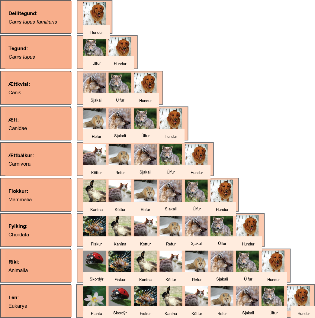 Illustration shows the taxonomic groups shared by various species. All of the organisms shown are in the domain Eukarya: plants, insects, fish, rabbits, cats, foxes, jackals wolves, and dogs. Of these, insects, fish, rabbits, cats, foxes, jackals, wolves and dogs are in the kingdom Animalia. Within the kingdom Animalia, fish, rabbits, cats, foxes, jackals, wolves, and dogs are in the phylum Chordata. Rabbits, cats, foxes, jackals, wolves, and dogs are in the class Mammalia. Cats, foxes, jackals, wolves, and dogs are in the order Carnivora. Foxes, jackals, wolves, and dogs are in the family Canidae. Jackals, wolves and dogs are in the genus Canis. Wolves and Dogs have the species name Canis lupus. Dogs have the subspecies name Canis lupus familiaris.