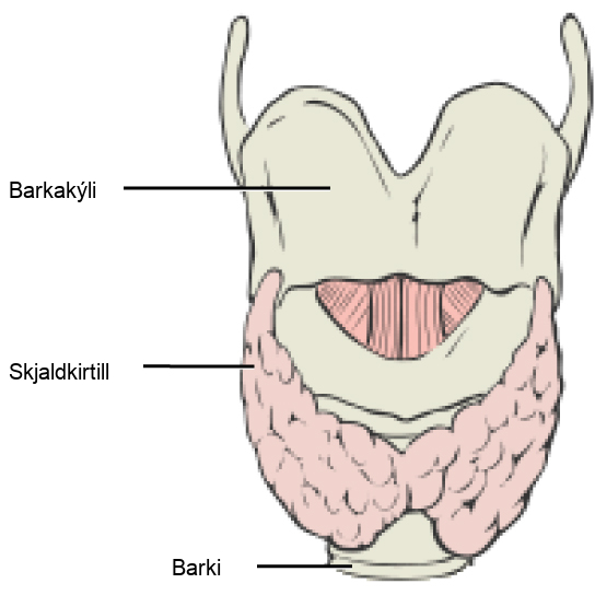 The thyroid is located in the neck beneath the larynx and in front of the trachea. It consists of right and left lobes.