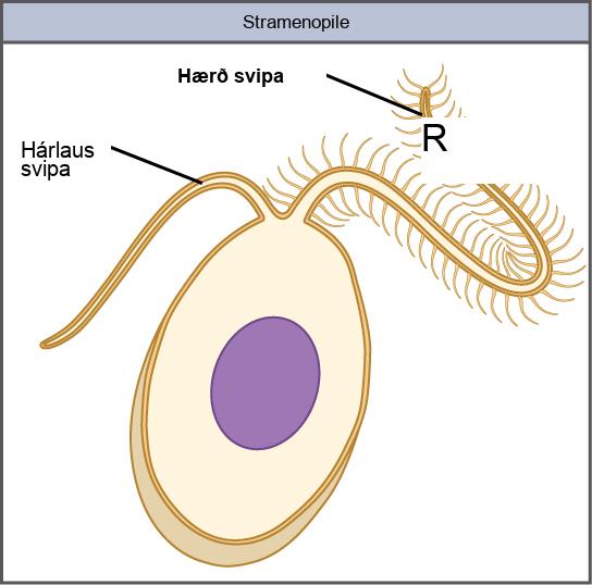 The illustration shows an egg-shaped stramenopile cell. Protruding from the narrow end of the cell is one hairless flagellum and one hairy flagellum.