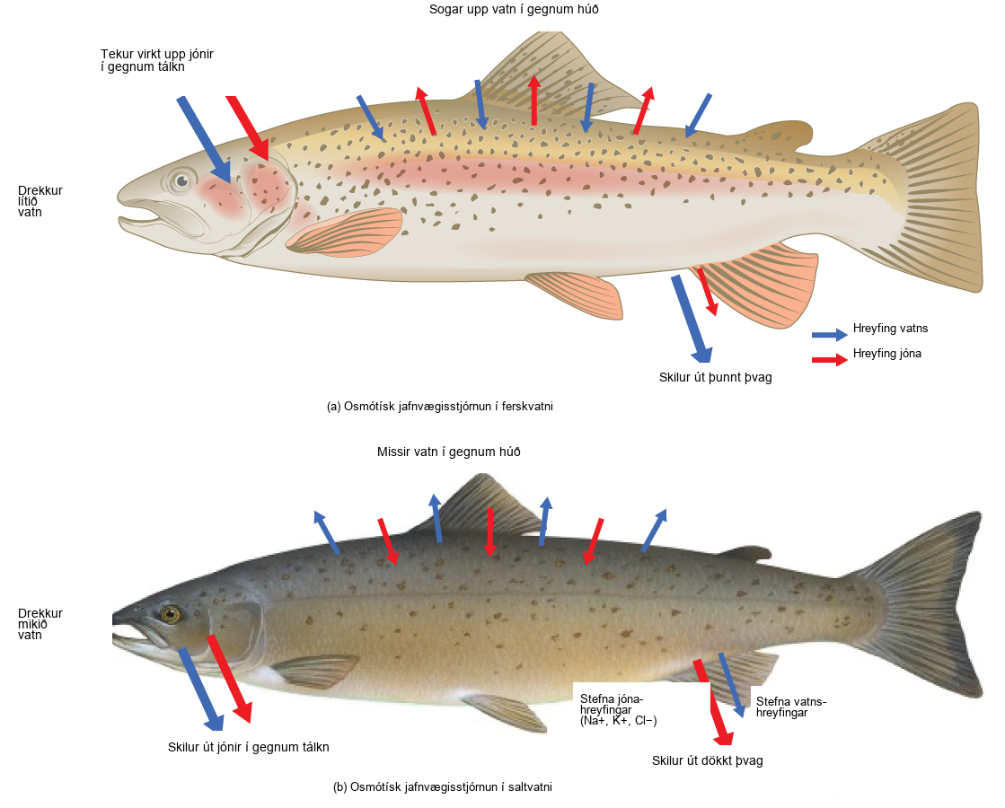 Illustration A shows a fish in a freshwater environment, where water is absorbed through the skin. To compensate, the fish drinks little water and excretes dilute urine. Sodium, potassium and chlorine ions are lost through the skin, and the fish actively transports these same ions into its gills to compensate for this loss. Illustration B shows a fish in a saltwater environment, where water is lost through the skin. To compensate, the fish drinks ample water and excretes concentrated urine. It absorbs sodium, potassium, and chlorine ions through its skin, and excretes them through its gills.