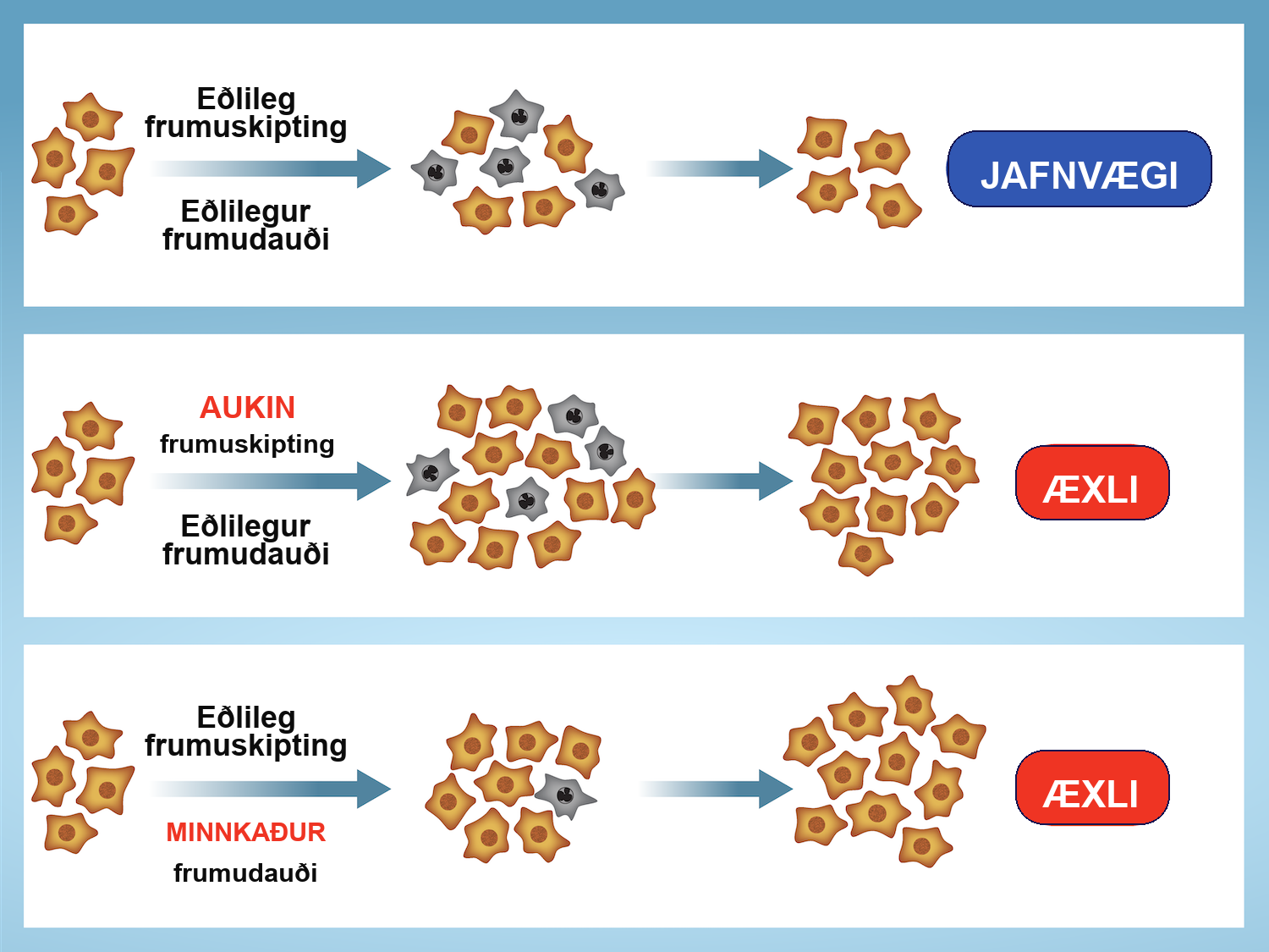 Three situations are shown. In the first, normal cell division and normal apoptosis creates a balance between the number of new cells and the number of cell deaths, resulting in a stable number of cells and homeostasis. In the second, increased cell division and normal apoptosis results in an increased number of cells and a tumor. In the third, normal cell division and decreased apoptosis results in an increased number of cells and a tumor.