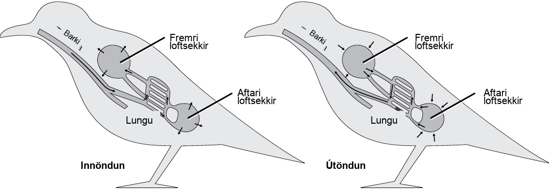 The illustration shows the direction of airflow in both inhalation and exhalation in birds. During inhalation, air passes from the beak down the trachea to the posterior air sac located behind the lungs. From the posterior air sac, air enters the lungs, and the anterior air sac in front of the lungs. Air from both air sacs also enters hollows in bones. During exhalation air from hollows in the bones enters the air sacs, then the lungs, then the trachea, where it exits through the beak.