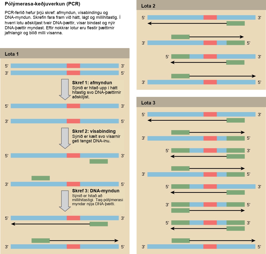 Illustration shows the amplification of a D N A sequence by the polymerase chain reaction. P C R consists of three steps; denaturation, annealing, and D N A synthesis; that occur at high, low, and intermediate temperatures. In step 1, the denaturation step, the sample is heated to a high temperature so the D N A strands separate. In step 2, annealing, the sample is cooled so two primers can anneal to the two strands of D N A. The primers are spaced such that the sequence of interest between them will be amplified. In step 3, D N A synthesis, the sample is warmed to the optimal temperature for Taq polymerase, which synthesizes the complementary strand from the primer to the 3 prime end of the molecule. This cycle is repeated again and again. Each time, the newly synthesized strands serve as templates so that the amount of D N A doubles with each cycle. As the cycles continue, more and more strands are the size of the distance between the two primers; in the end, the vast majority of strands are this size.