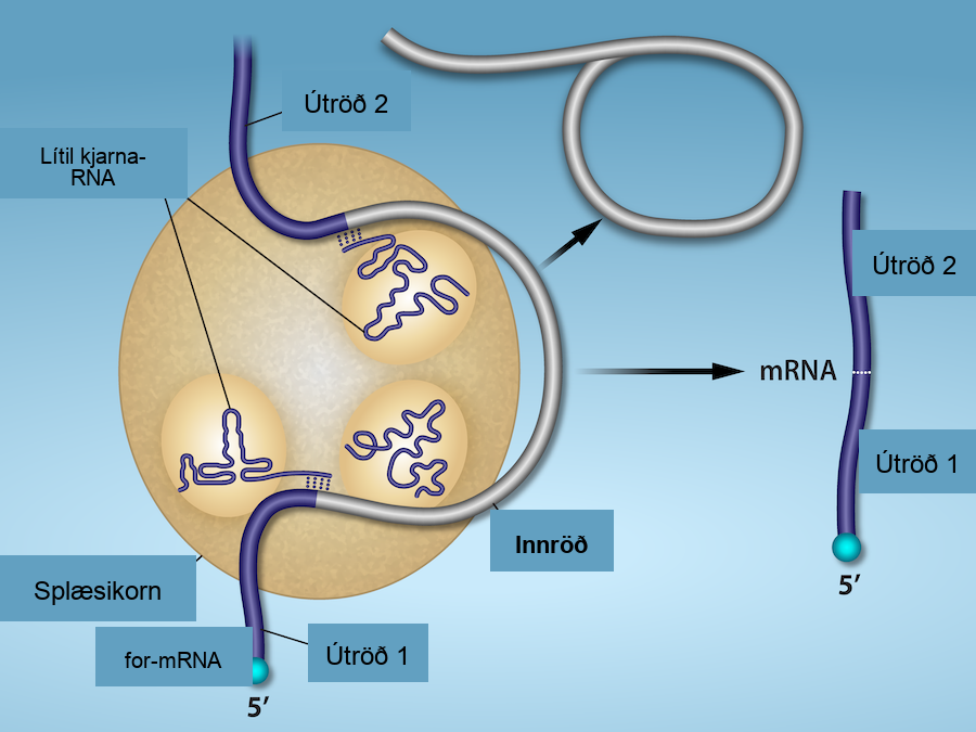 Illustration shows a spliceosome bound to m R N A. An intron is wrapped around small R N As associated with the spliceosome. When the splice is complete, the exons on either side of the intron are fused together, and the intron forms a ring structure.