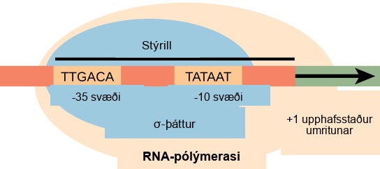 Illustration shows the sigma subunit of R N A polymerase bound to two consensus sequences that are 10 and 35 bases upstream of the transcription start site. R N A polymerase is bound to sigma.