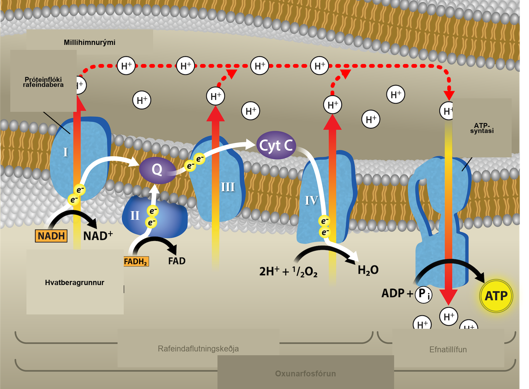This illustration shows the electron transport chain, the A T P synthase enzyme embedded in the inner mitochondrial membrane, and chemiosmosis occurring in the mitochondrial matrix. The electron transport chain oxidizes substrates and, in the process, pumps protons into the intermembrane space. A T P synthase allows protons to leak back into the matrix and synthesizes A T P in chemiosmosis.